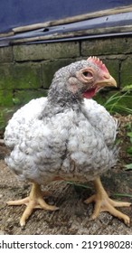 A Mother Hen Who Is Waiting For Her Child While Looking For Food, The Right Time Is To Turn To Her Child Who Is Confused Looking For His Mother.