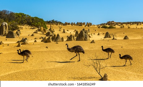 A mother and her baby emu's on the search for water during Australia's hottest season.Photograph taken in the Pinnacles Desert found in Western Australia. - Shutterstock ID 1641856249