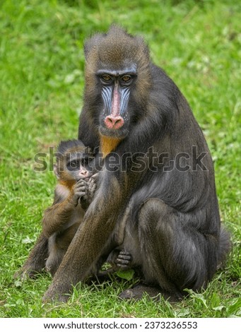 Mother and her baby mandrills (Mandrillus sphinx) sitting together on grass in Czech zoo                             