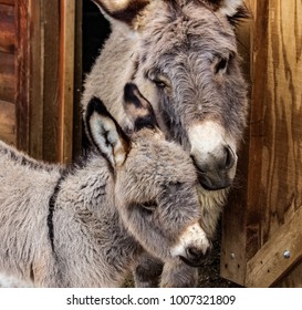 A Mother and her baby...Adorable closeup of a mother miniature donkey loving her foal