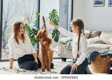 Mother with her daughter playing with dog. Cute little poodle puppy is indoors in the modern domestic room. - Powered by Shutterstock