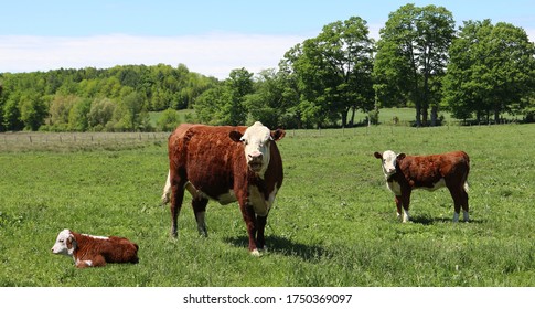 8,534 Mother Baby Cow Images, Stock Photos & Vectors 