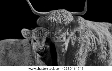 Mother Highland Cattle With Cute Baby On The Dark Background