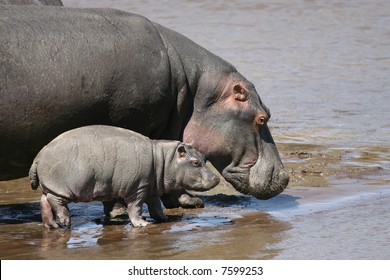 Mother Hippo And Baby