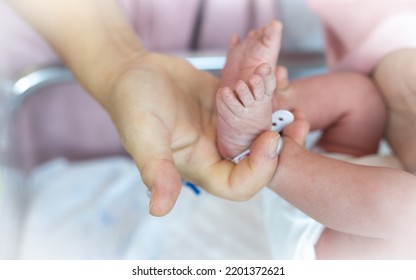 Mother Holding Newborn Baby Feet In Hands, In Hospital With Identification Bracelet Tag Name