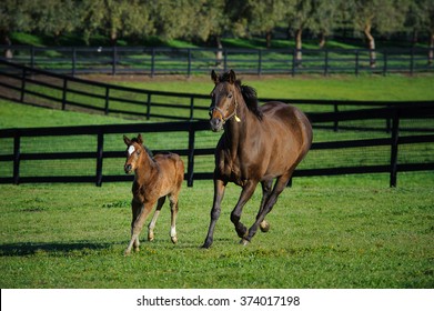 Mother Horse And Baby Foal Running Through Lush Green Field