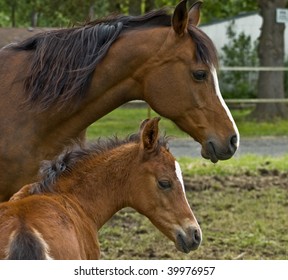 Mother Horse And Her Baby Colt