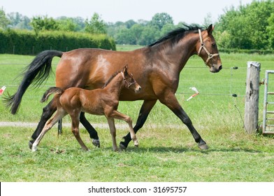 Mother Horse And Her Little Foal Running On The Field