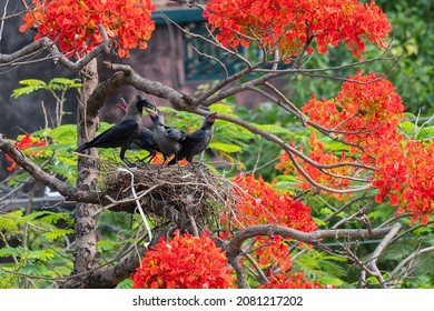 Mother House crow (Corvus splendens) bird feeding baby and juvenile birds in the nest. Known as the Indian, greynecked, Ceylon or Colombo crow is a common bird of the crow family. Asian origin bird.