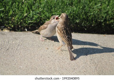 A mother house sparrow feeding its fledgling. The bird's mouth is wide open and you can see her tongue. They're shadows mimic their gestures. A springtime joy! - Shutterstock ID 1992040895