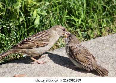 A Mother House Sparrow Feeding Its Fledgling. The Bird's Mouth Is Wide Open And You Can See Her Tongue.