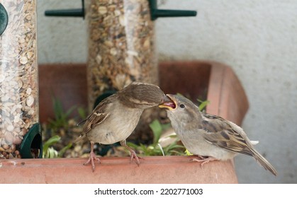 A Mother House Sparrow Feeding Its Fledgling. The Bird's Mouth Is Wide Open And You Can See Her Tongue.