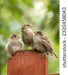 Mother House Sparrow with Two Babies