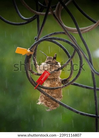 A mother hummingbird rests on her nest held on the wires of a pole while she waits for the rain to pass.