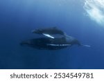 Mother of humpback whale with her calf. Marine life in ocean. Whales near the surface. Close encounter with pair of whales. 