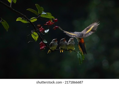 Mother Instinct To Feed The Chicks 