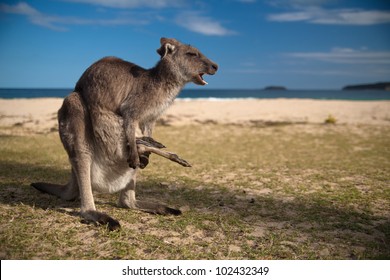 75 Cry kangaroo Images, Stock Photos & Vectors | Shutterstock