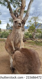 Mother Kangaroo (doe, Flyer, Or Jill) Feeding Her Baby Joey. Kangaroo Is A Marsupial From The Family Macropodidae (macropods, Meaning 