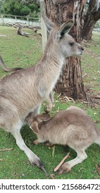 Mother Kangaroo (doe, Flyer, Or Jill) Feeding Her Baby Joey. Kangaroo Is A Marsupial From The Family Macropodidae (macropods, Meaning 