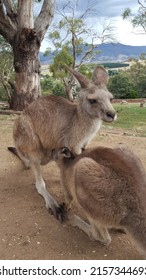 Mother Kangaroo (doe, Flyer, Or Jill) Feeding Her Baby Joey. Kangaroo Is A Marsupial From The Family Macropodidae (macropods, Meaning 