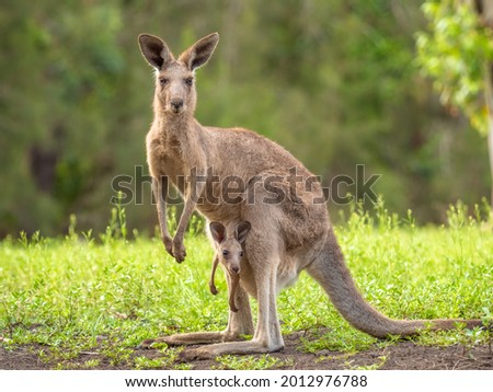 A mother kangaroo showing off her delightful joey.