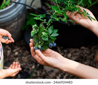 Mother and kids hand picking up fresh blueberry growing in pots at backyard garden home fruit orchard in Dallas, Texas, baby little fingers harvesting homegrown ripe berries, edible landscape. USA - Powered by Shutterstock