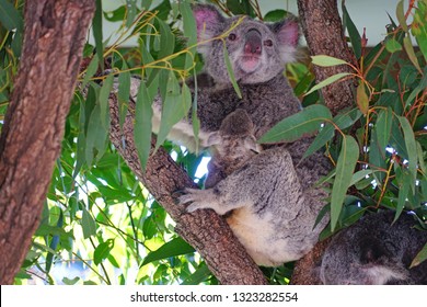 A Mother Koala With A Baby Joey In The Pouch On A Eucalyptus Gum Tree In Australia