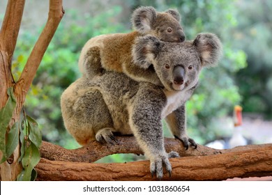 Mutter koala mit Baby auf ihrem Rücken, auf Eukalyptus Baum.