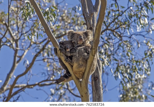 Mother Koala Bear Hugging Her Son Stock Photo Edit Now 762583726