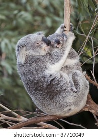 Mother Koala And Joey