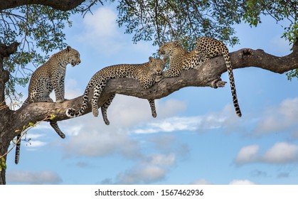 A Mother Leopard and two cubs in a tree