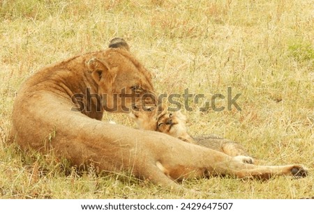 Mother lioness and cubs in the Sabi Sand Game Reserve of South Africa