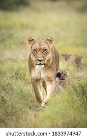 Mother lioness leading her lion cubs through green bush in Savuti Okavango Delta in Botswana
