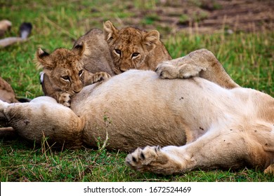 Mother Lions Feeding Baby Lions In Grumeti In Tanzania