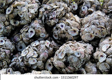 The Mother Lode Of Shucked Oyster Shells In Bags.