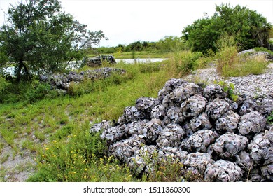 The Mother Lode Of Shucked Oyster Shells In Bags.