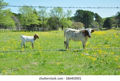 Mother Longhorn With Calf