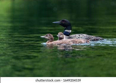 Mother Loon Swimming With Baby Loons