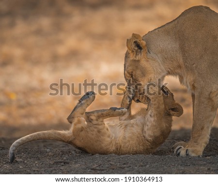 mother love Asiatic Lioness playing with her cub at gir Nation Park gujarat India 
