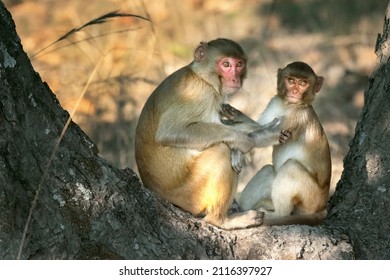 Mother Macaque Monkey Grooms Her Offspring in Bandhavgarh National Park, India