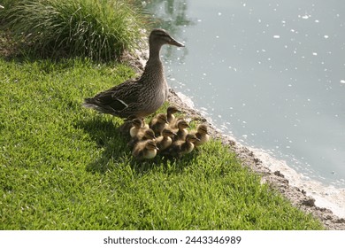 A mother Mallard Duck with her 13 Baby Ducks. wild duck. dabbling duck. 13 baby ducks and their mother. A Mother Duck takes her new babies swimming in a pond. Ducklings. Wild Animals. Bird and Nature. - Powered by Shutterstock