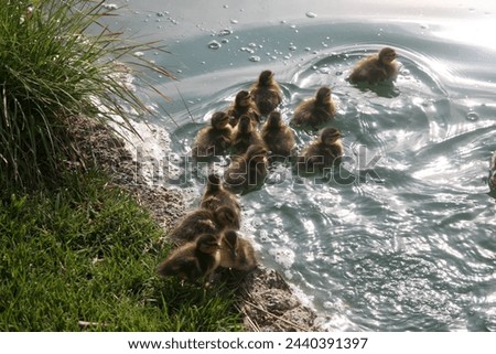 A mother Mallard Duck with her 13 Baby Ducks. wild duck. dabbling duck. 13 baby ducks and their mother. A Mother Duck takes her new babies swimming in a pond. Ducklings. Wild Animals. Bird and Nature.