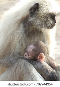 Mother monkey