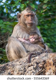 Mother Monkey And Baby Monkey 