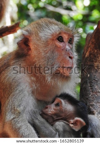 
mother monkey with baby monkey
