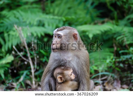 Mother monkey with baby monkey with green background.