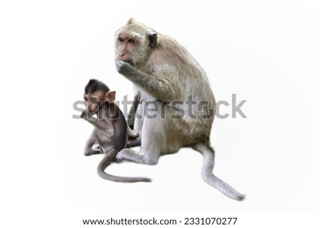Mother monkey and baby monkey. Naughty, isolated on white background