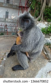 Mother Monkey With Baby Monkey. Silvery Langur (Trachypithecus Cristatus).