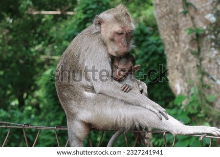 mother monkey with cute baby monkeys, with a forest background, long-tailed monkeys or macaques live in the forest of the Indonesian island of Java, cute and smart baby monkeys