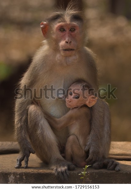 Mere Singe Avec Un Bebe Singe Mere Photo De Stock Modifiable